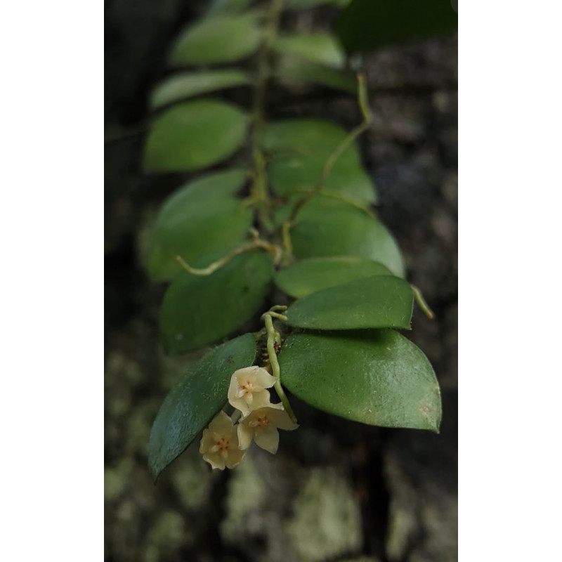 Hoya aeschynanthoides store with hoya flowers