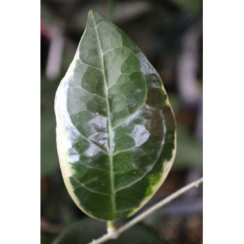 Hoya verticillata LAMPUNG outer variegated  - real photos internet store