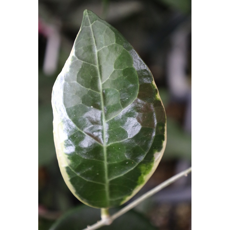 Hoya verticillata LAMPUNG outer variegated  - real photos store with hoya flowers