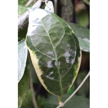 Hoya verticillata LAMPUNG outer variegated  - real photos store with hoya flowers