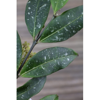 Hoya amicabilis ( splash leaves ) store with hoya flowers