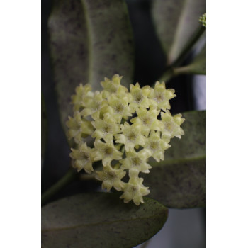 Hoya amicabilis ( splash leaves ) store with hoya flowers