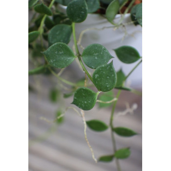 Hoya curtisii ssp. collariata - NEW !!! store with hoya flowers