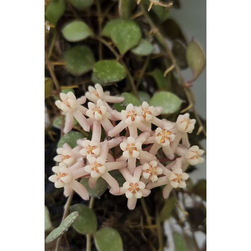 Hoya curtisii ssp. collariata - rooted store with hoya flowers