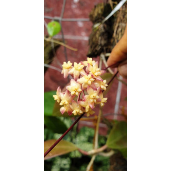 Hoya indaysarae store with hoya flowers