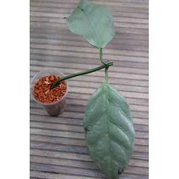 Hoya coriacea SILVER ( full silver ) - rooted store with hoya flowers