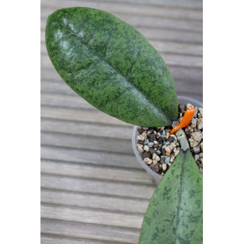 Hoya forbesii SILVER - ukorzeniona sklep z kwiatami hoya