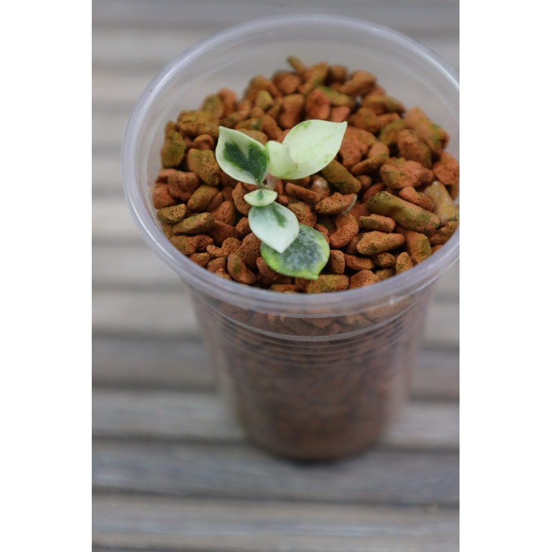 Hoya curtisii albomarginata - rooted, growing store with hoya flowers