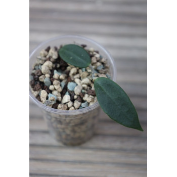 Hoya longlingensis  - rooted store with hoya flowers