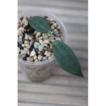 Hoya longlingensis  - rooted store with hoya flowers