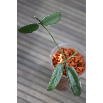 Hoya lyi 'Prism' PINK FLOWER albomarginata, rooted store with hoya flowers