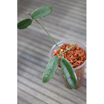 Hoya lyi 'Prism' PINK FLOWER albomarginata, rooted store with hoya flowers