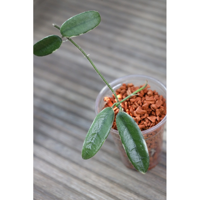 Hoya lyi 'Prism' PINK FLOWER albomarginata, rooted store with hoya flowers