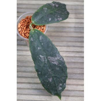 Hoya undulata RED - real photos internet store