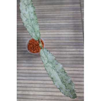 Hoya undulata SILVER ( full silver, long leaves ) - rooted internet store