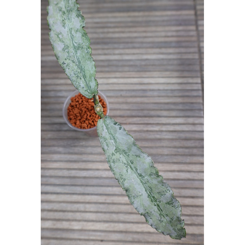 Hoya undulata SILVER ( full silver, long leaves ) - rooted store with hoya flowers