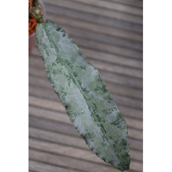 Hoya undulata SILVER ( full silver, long leaves ) - rooted store with hoya flowers