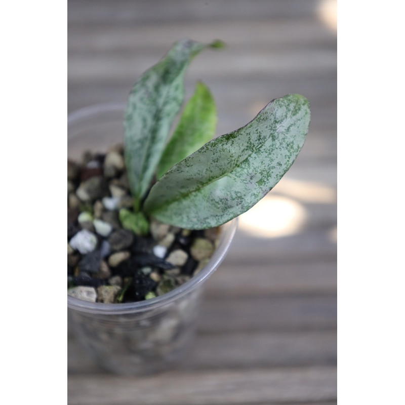 Hoya amicabilis SILVER - rooted, growing store with hoya flowers