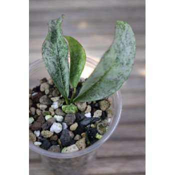 Hoya amicabilis SILVER - rooted, growing store with hoya flowers