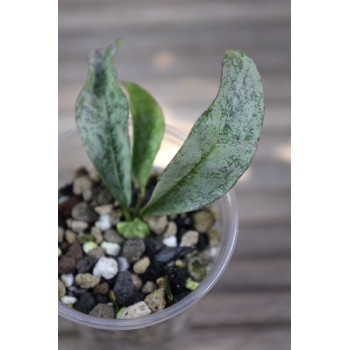 Hoya amicabilis SILVER - rooted, growing store with hoya flowers