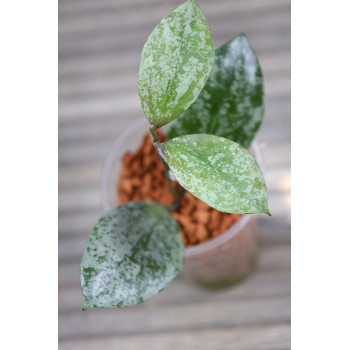 Hoya walliniana silver - rooted, growing store with hoya flowers