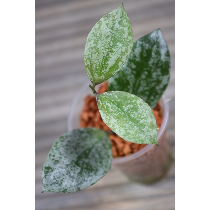 Hoya walliniana silver - ukorzeniona, rosnąca sklep z kwiatami hoya