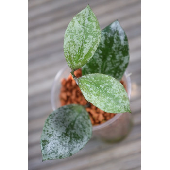 Hoya walliniana silver - rooted, growing store with hoya flowers