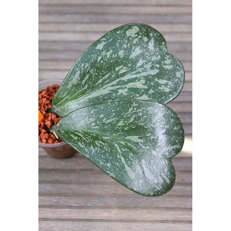 Hoya kerrii splash leaves - ukorzeniona sklep z kwiatami hoya