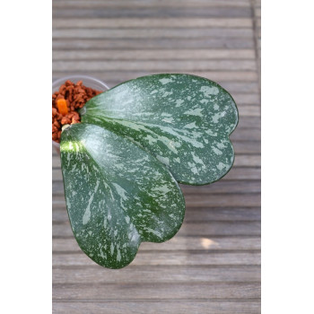 Hoya kerrii splash leaves - rooted store with hoya flowers