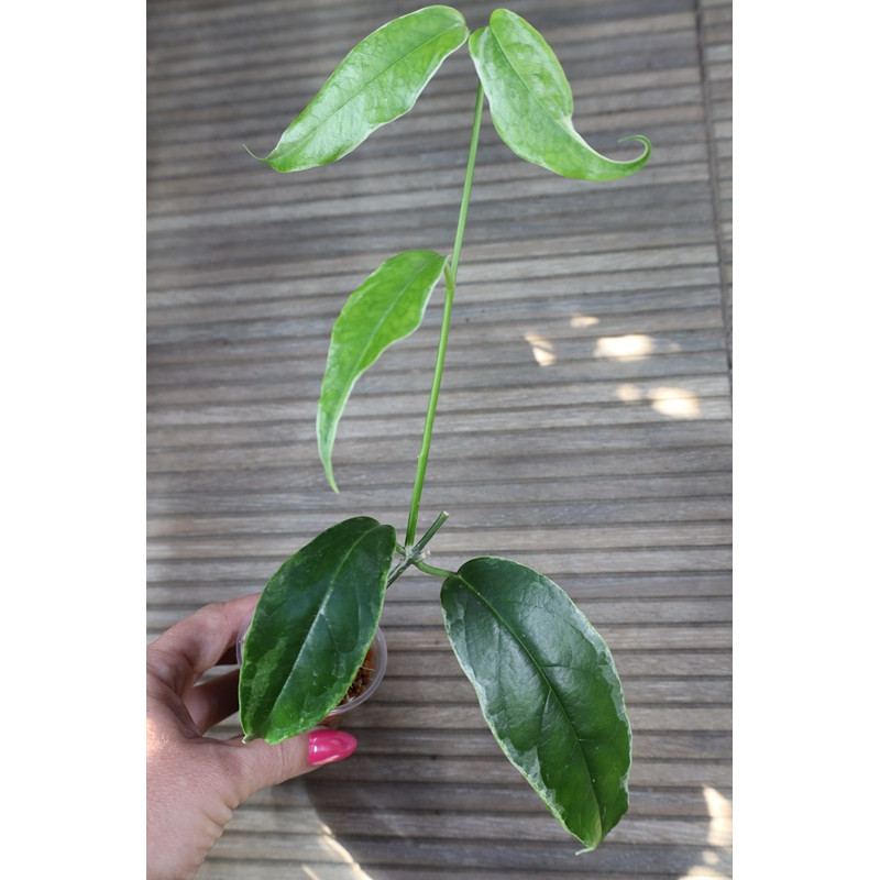 Hoya buotii albomarginata - rooted, growing store with hoya flowers