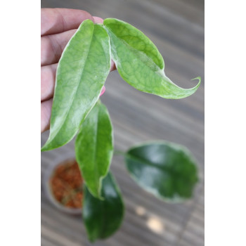 Hoya buotii albomarginata - rooted, growing store with hoya flowers