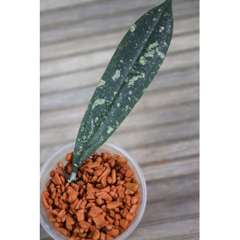 Hoya rigidifolia ( splash leaves ) - real photos internet store