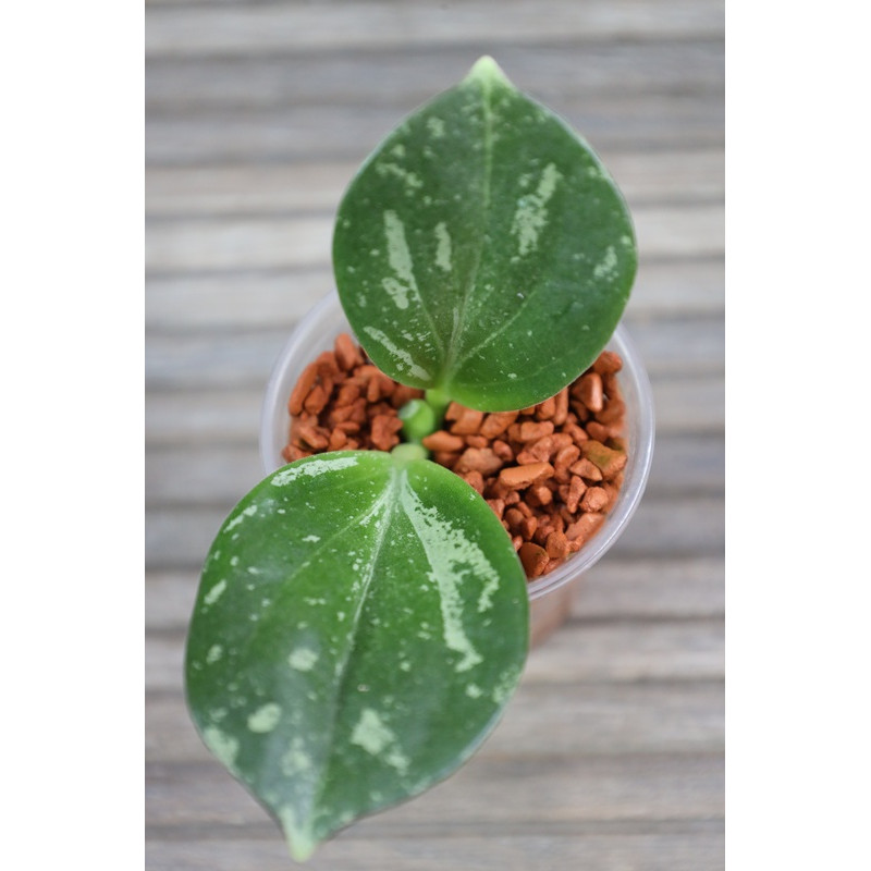 Hoya subquintuplinervis SILVER SPLASH store with hoya flowers