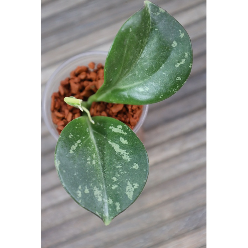 Hoya subquintuplinervis SILVER SPLASH store with hoya flowers