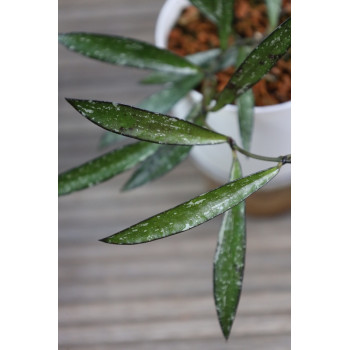 Hoya NOID Tanggamus 'Bamboo Leaf' SPLASH internet store