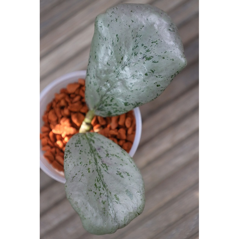 Hoya sp. Chiang Dao SILVER - real photos store with hoya flowers