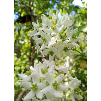 Hoya chloroleuca - real photos store with hoya flowers