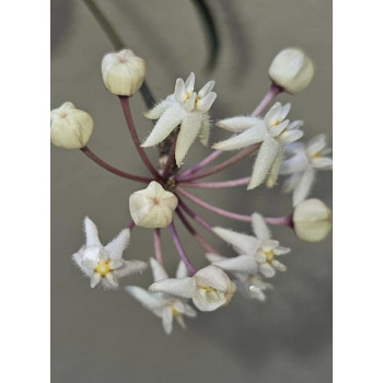 Hoya oreostemma NS12-266 (green-white) - real photos store with hoya flowers