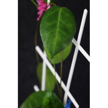 Hoya megalaster sp. Papua store with hoya flowers