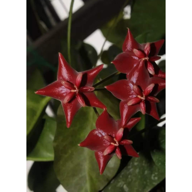 Hoya megalaster sp. Papua store with hoya flowers