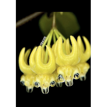 Hoya edenii ( the true one ) - real photos store with hoya flowers