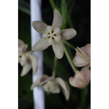 Hoya buntokensis store with hoya flowers