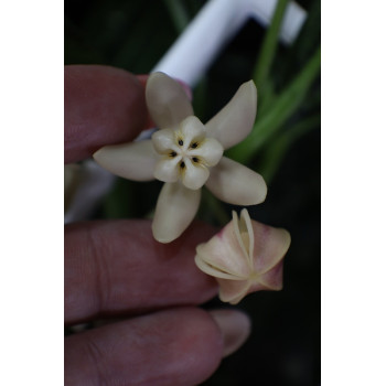 Hoya buntokensis store with hoya flowers