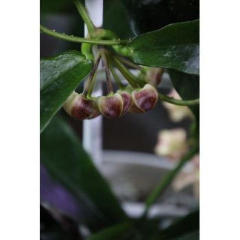 Hoya buntokensis store with hoya flowers