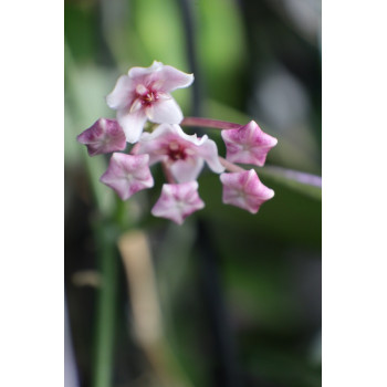 Hoya anulata of Papua - real photos store with hoya flowers