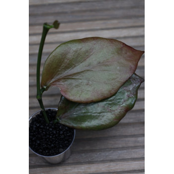 Hoya anulata of Papua - real photos store with hoya flowers