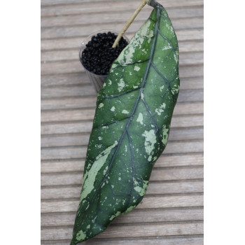 Hoya clemensiorum sp. Hulu Gurung ( splash leaves ) internet store