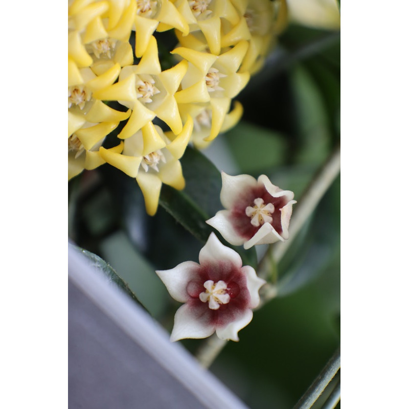 Hoya linavergarae ( pink flowers ) - real photos store with hoya flowers