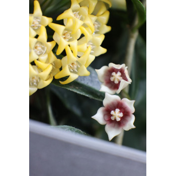 Hoya linavergarae ( pink flowers ) sklep internetowy