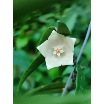 Hoya oligantha ( the true one ) - real photos store with hoya flowers